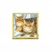 Cat - 2 tabby cats 9mm Italian charm