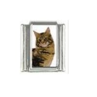 Cat - tabby cat (m) photo 9mm Italian charm