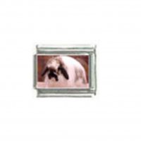 Lop eared rabbit (c) - Photo 9mm Italian charm