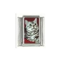 Cat - grey tabby cat (e) photo 9mm Italian charm